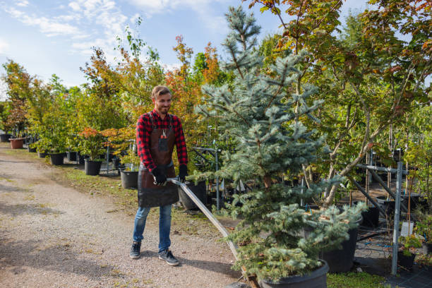 How Our Tree Care Process Works  in Columbus, NM